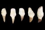 Lot - to Fossil Mosasaur Teeth (Restored Roots) - Pieces #140952-1
